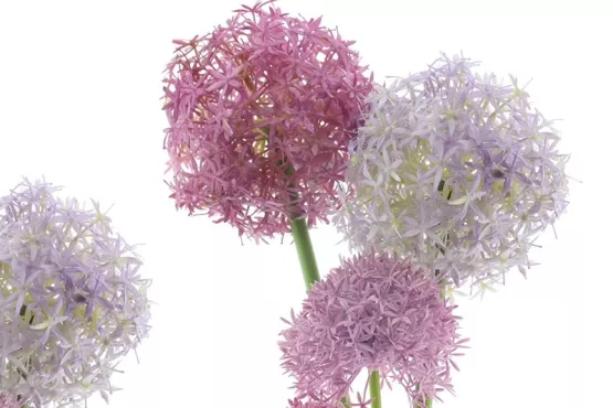 Allium