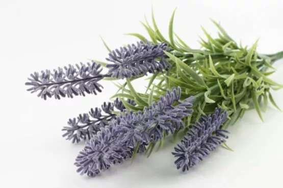 Lavendel/Muscari & Hyazinthe