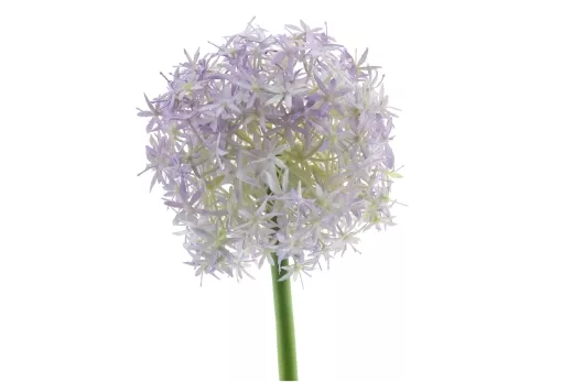 Allium h´violett L76cm D14cm