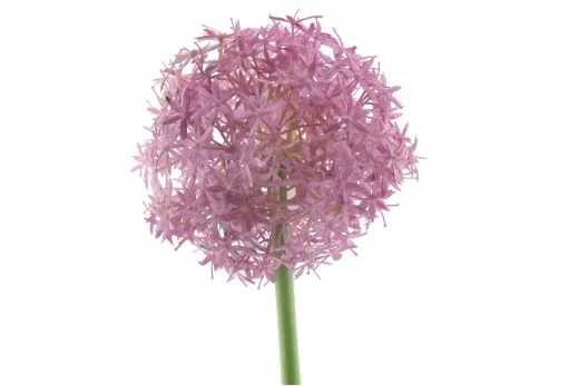 Allium d´violett L76cm D14cm