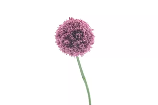 Allium pink L45cm D6,5cm