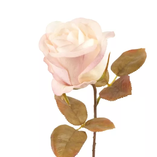 Rose creme-hellviolett L46cm