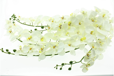 Phalaenopsis bushx5 cream108cm