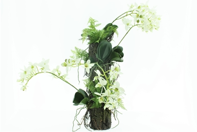 Orchifarn weiss/gelb H56cm PQ