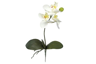 Phalaenopsis m.Wurzel weiß H35 1Kn,3Bl,3Lb.