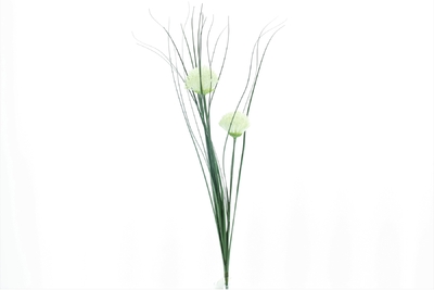 Allium x2 creme 60cm