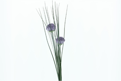 Allium x2 lila 60cm