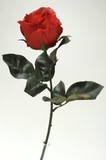 Rose rot L51cm