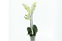 Phalaenopsis m.Topf creme 60cm 27Bl, 6Lb, 2Rsp.