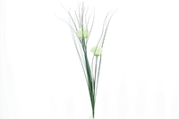 Allium x2 creme 60cm