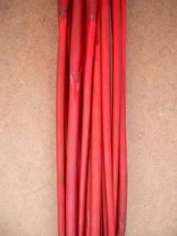 Elephant Reed 90cm rot 20St